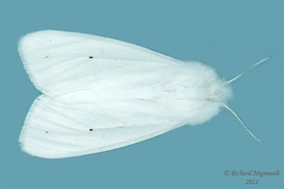 8137 - Virginian Tiger Moth - Spilosoma virginica m21 1