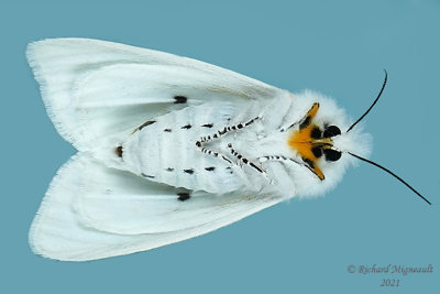 8137 - Virginian Tiger Moth - Spilosoma virginica m21 2