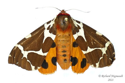 8166 - Arctia caja - Great Tiger Moth m21 