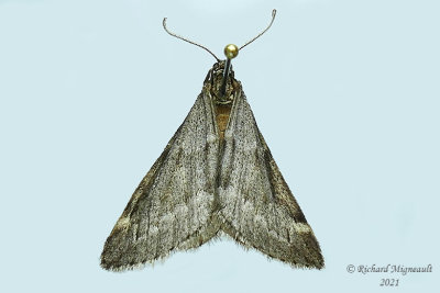 6258 - Fall Cankerworm Moth - Alsophila pometaria m21 