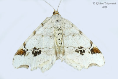 6326 - Common Angle Moth - Macaria aemulataria m21