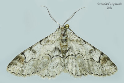 6588 - Bent-line Gray Moth - Iridopsis larvaria m21 