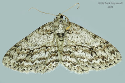 6598 - Porcelain Gray Moth - Protoboarmia porcelaria m21