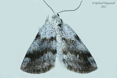 6666 - Bluish Spring Moth - Lomographa semiclarata m21 1