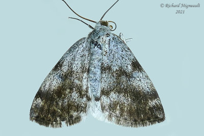 6666 - Bluish Spring Moth - Lomographa semiclarata m21 2