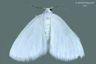 6667 - White Spring Moth - Lomographa vestaliata m21 1