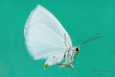 6667 - White Spring Moth - Lomographa vestaliata m21 2