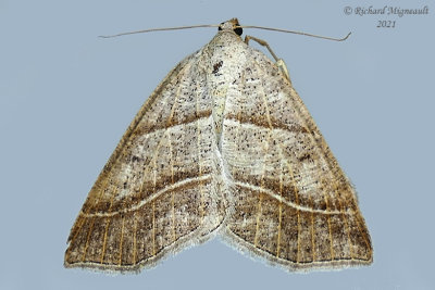 6804 - Northern Petrophora Moth - Petrophora subaequaria m21 