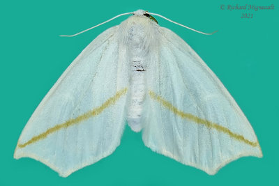 6964 - White Slant-line Moth - Tetracis cachexiata m21 
