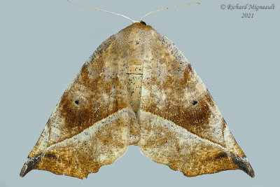 6966 - Curve-toothed Geometer - Eutrapela clemataria m21 1