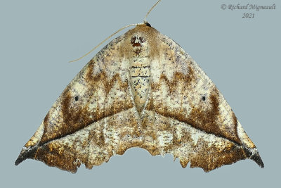 6966 - Curve-toothed Geometer - Eutrapela clemataria m21 2