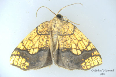 7010 - Horned Spanworm Moth - Nematocampa resistaria m21 