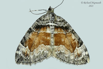 7191 - Dysstroma formosa - Formosa Carpet Moth m21 