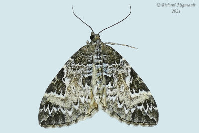 7206 - White Eulithis Moth - Eulithis explanata m21