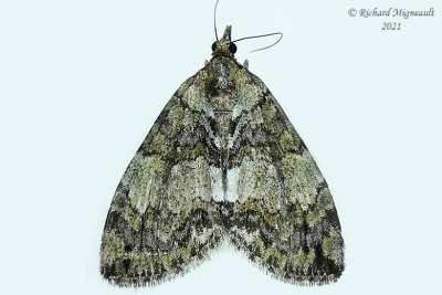 7236 - Renounced Hydriomena Moth - Hydriomena renunciata m21