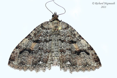 7285 - Tissue Moth - Triphosa haesitata m21