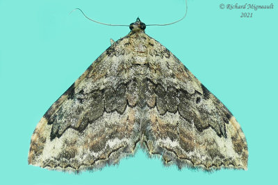 7290 - Barberry Geometer Moth - Coryphista meadii m21