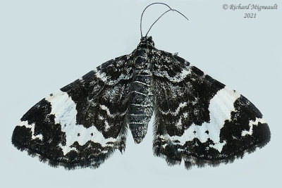 7293 - Spearmarked black moth - Rheumaptera hastata m21 