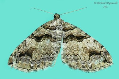7329 - Variable Carpet Moth - Anticlea vasiliata m21 1