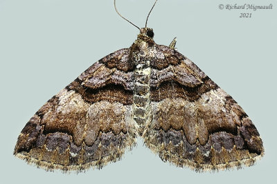 7329 - Variable Carpet Moth - Anticlea vasiliata m21 2
