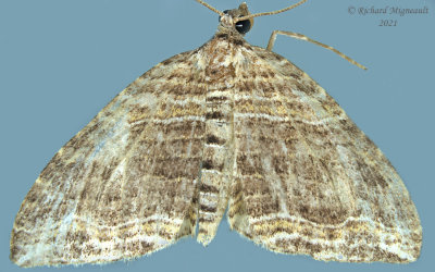 7330 - Anticlea multiferata - Many-lined Carpet Moth m21