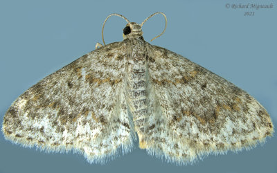7419 - Light Carpet Moth - Hydrelia lucata m21