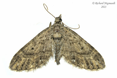 7459 - Eupithecia columbiata m21 2