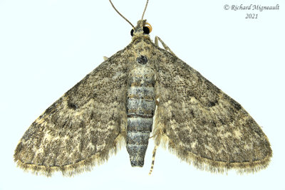 7487 - Grey Pug Moth - Eupithecia subfuscata m21 
