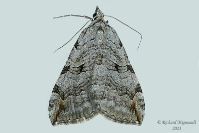 7627 - Treble-bar Moth - Aplocera plagiata m21 