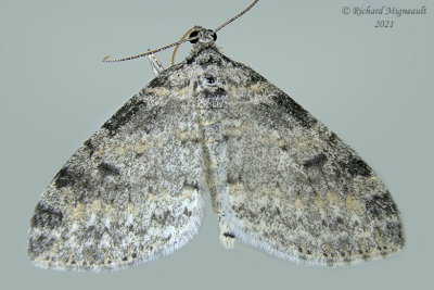 7640 - Powdered Bigwing - Lobophora nivigerata m21 