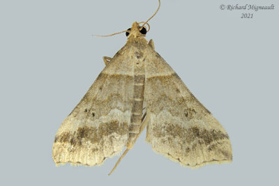 8338 - Dark-banded Owlet Moth - Phalaenophana pyramusalis m21 1 