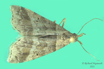 8338 - Dark-banded Owlet Moth - Phalaenophana pyramusalis m21 2 
