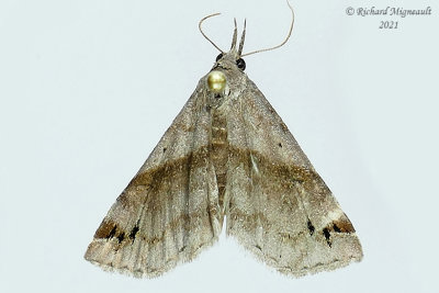 8479 - Six-spotted Gray Moth - Spargaloma sexpunctata m21