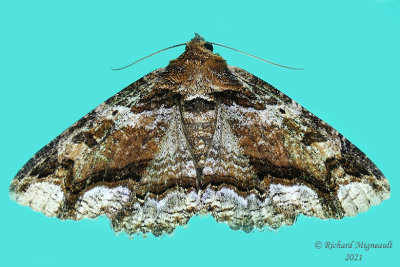 8697 - Colorful Zale Moth - Zale minerea m21 3 