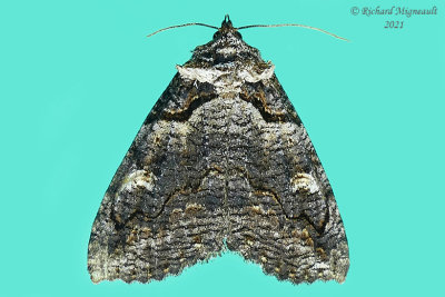 8713 - Bold-based Zale Moth - Zale lunifera m21