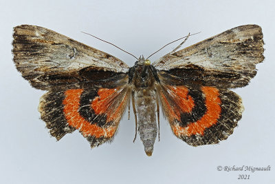 8847  Catocala gracilis - Graceful Underwing Moth m21