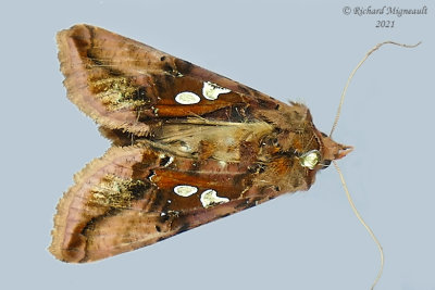 8911 - Two-spotted Looper Moth - Autographa bimaculata m21 1