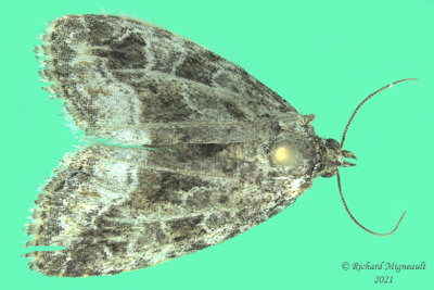 9047 - Large Mossy Lithacodia Moth - Protodeltote muscosula m21 