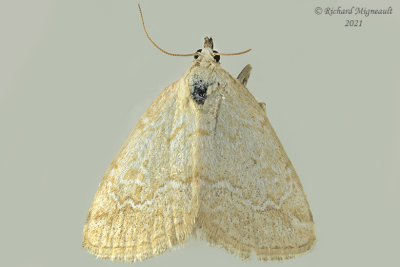 9048 - Pale Lithacodia Moth - Lithacodia albidula m21 
