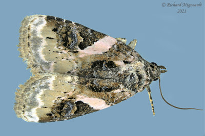 9053 - Pink-barred Lithacodia Moth - Pseudeustrotia carneola m21
