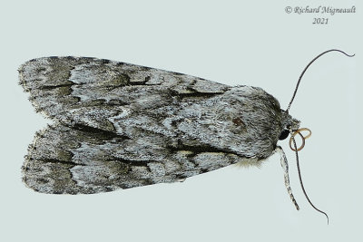 9238 - Lobelia Dagger Moth - Acronicta lobeliae m21