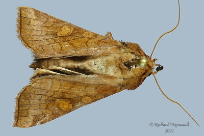 9457 - Amphipoea americana - American Ear Moth  m21 