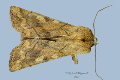 9549 - Pale Enargia Moth - Enargia decolor m21 