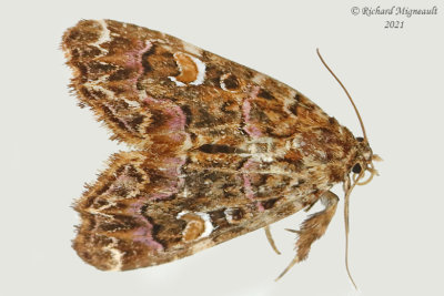 9631 - Pink-Shaded Fern Moth - Callopistria mollissima m21 