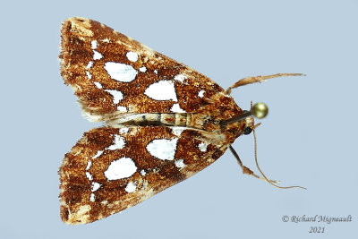 9633 - Silver-spotted Fern Moth - Callopistra  cordata m21 2 