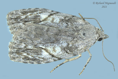 9664 - White-blotched Balsa Moth - Balsa labecula m21 1