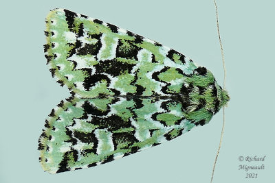 10008 - Feralia comstocki - Comstock's Sallow Moth m21