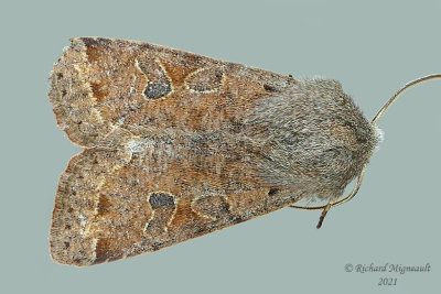 10495 - Orthosia hibisci - Speckled Green Fruitworm Moth m21 1