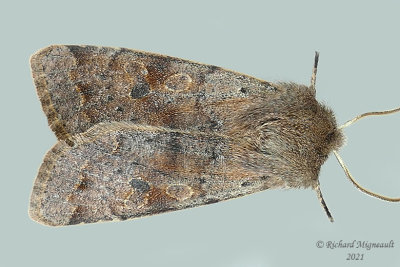 10495 - Orthosia hibisci - Speckled Green Fruitworm Moth m21 2