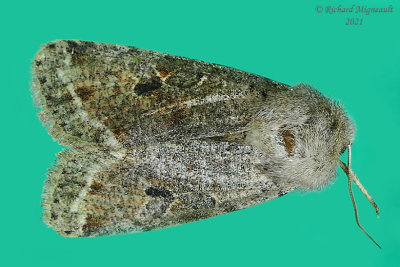10495 - Orthosia hibisci - Speckled Green Fruitworm Moth m21 3